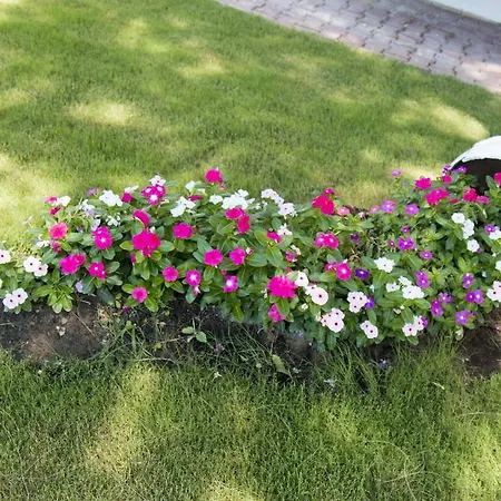 Bed & Breakfast Mavi Zeytin Butik *